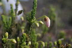 Tetratheca confertifolia
