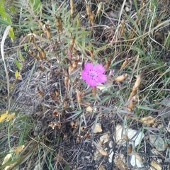 Dianthus chinensis