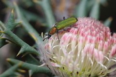 Banksia carlinoides