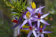 Calectasia narragara