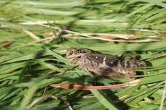 Gastrimargus marmoratus