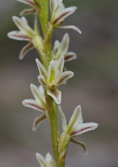 Prasophyllum ovale