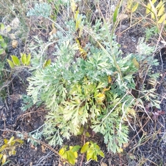 Artemisia absinthium