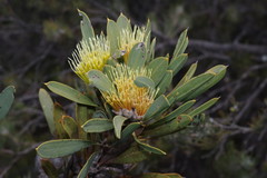 Hakea eneabba
