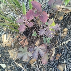Potentilla argentea