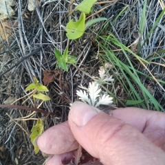 Potentilla argentea