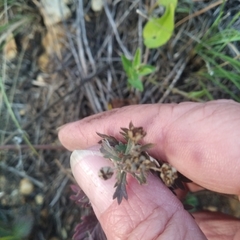 Potentilla argentea