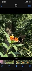 Papilio polytes