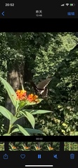 Papilio polytes