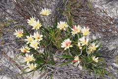 Conostylis crassinerva crassinerva