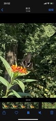 Papilio polytes