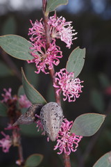 Hakea neurophylla
