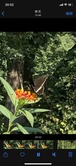 Papilio polytes