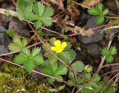 Potentilla anglica
