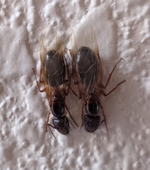 Camponotus