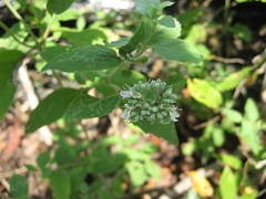 Pycnanthemum curvipes