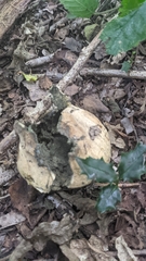 Scleroderma citrinum