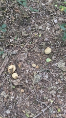 Scleroderma citrinum