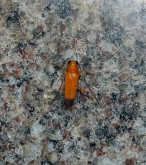 Nupserha lenita