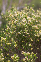 Passerina paleacea