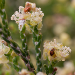 Passerina paleacea
