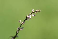 Hylodesmum podocarpum oxyphyllum