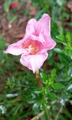 Zephyranthes rosea