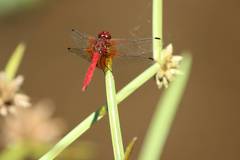 Sympetrum speciosum