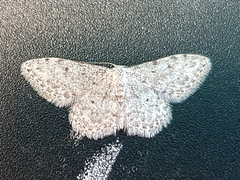 Idaea camparia