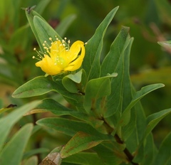 Hypericum foliosum