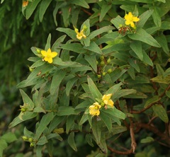 Hypericum foliosum