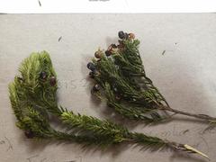 Phylica axillaris axillaris