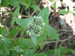 Pycnanthemum curvipes