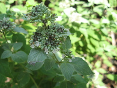 Pycnanthemum curvipes
