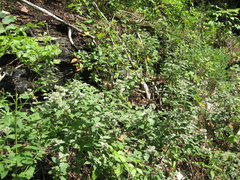 Pycnanthemum curvipes