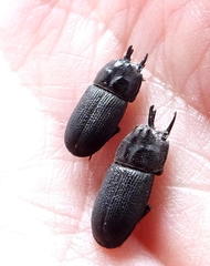 Xiphodontus antilope