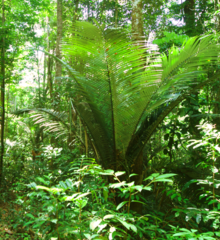 Astrocaryum paramaca