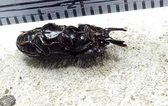 Xiphodontus antilope