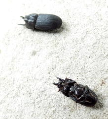 Xiphodontus antilope