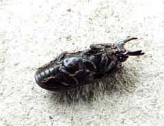 Xiphodontus antilope