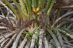 Diuris corymbosa