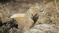 Cynictis penicillata penicillata