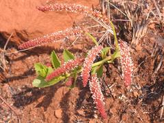 Acalypha peduncularis