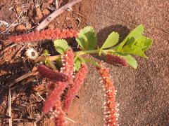 Acalypha peduncularis