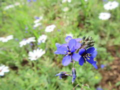 Heliophila acuminata