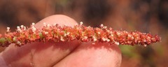 Acalypha peduncularis