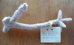 Acropora cervicornis