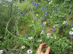 Heliophila acuminata