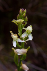 Disa uncinata