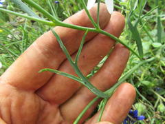 Heliophila acuminata